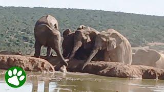 Herd Saves Baby Elephant