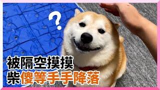 柴犬呆萌微笑等主人摸摸　可愛模樣融化49萬人｜寵物｜狗｜討摸