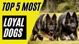 Top 5 Most Loyal Dog Breeds (German Shepherd, Border Collie)