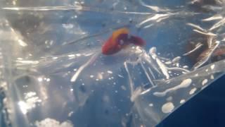 Pet Expo awesome new fish 1/23/17