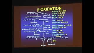 Nicola Longo MD, PhD - Carnitine and Fatty Acid Oxidation (2016 SERN/SERGG Annual Meeting)