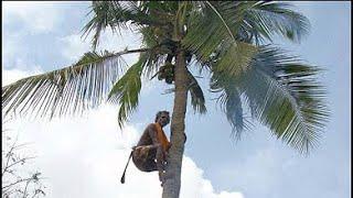 Keith Richards Discusses Falling From a Coconut Tree