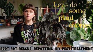  3 days of plant chores  root rot rescue, repotting my goth begonias, & diy pest spray 