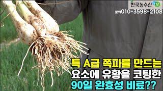 [한국농수산TV] 특 A급 쪽파를 만들어 내는, 신개념  요소에 유황을 코팅한 완효성 비료를 아십니까?