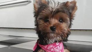 Yorkshire Terrier mini Welpe 10-14 Wochen   (Teil.1)