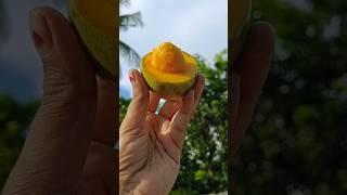 The best way to cut a Mango  #shorts #mango #fruit #trending