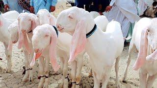 Bakra Mandi Mohammad Pur Ki Surat HAL2023 ki Qurbani ke liye Bakre ki price