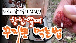 갱년기, 당뇨, 항암효과  최고. 꾸지뽕 제품들. 구찌뽕 효능 꾸지뽕 열매 먹는법 구지뽕 농장