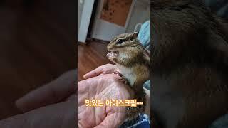 베스킨 아수크림 손으로 집고 먹는 다람쥐~~~ #다람쥐   #chipmunk