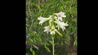 How To Grow & Propagate Cardiocrinum