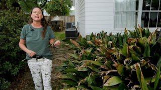 Get It Growing: Cast iron plants grow profusely in shade