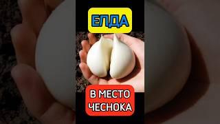 КРУПНЫЙ ЧЕСНОК С ЭТОЙ ПОДКОРМКОЙ утроит ваш урожай #огород #дача #дом #чеснок #урожай
