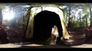 Cathedral Grove enter a Tree in VR 360 video in Canada Rain Forest