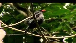 Wild Documentary National Geographic Documentary Animals 2017 Explore the world of Ani