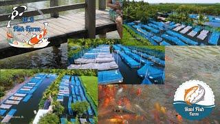 Ravi Fish Farm & WR Fish Farm travel with chatura Program #srilanka #fish #bopitiya #wrfishfarm