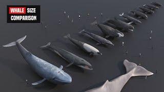 Whale Size Comparison 2025 | 3d Animation comparison 2025