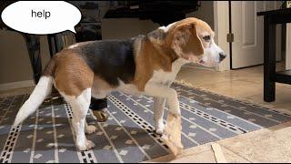 Cute beagle's paw stops working