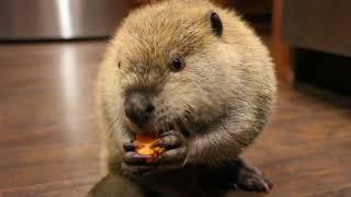 Beaver cookies!