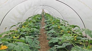 Early melon cultivation is a low-cost and profitable business, planting preparation and detailed