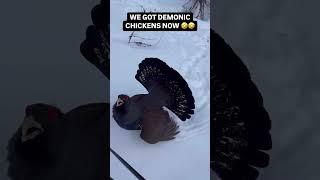 WHAT KIND OF DEMONIC CHICKEN IS THAT VOICEOVER!! 