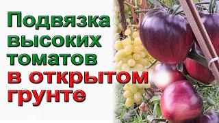 Подвязка высоких томатов.  Начинающим