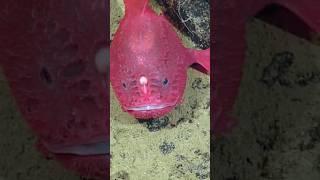 Scary under the sea #emrandomtv #undersea #foryou #scary #fish #shark #creepy