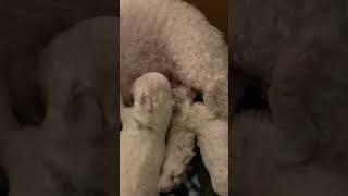 Bichon Frise Puppies - 12 days old   nursing