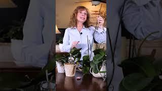 How to revive a dying orchid  | #short #shortvideo #shorts