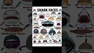 Basking shark #shorts