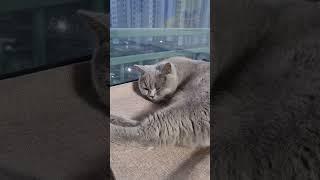 일어나야되는데..#shorts #사랑햇님 #고양이 #sleep #cat #귀여운 #사랑