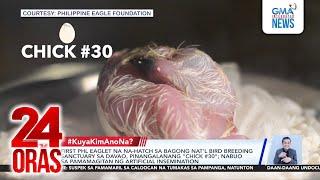 First PHL eaglet na na-hatch sa bagong nat'l bird breeding sanctuary sa Davao,... | 24 Oras