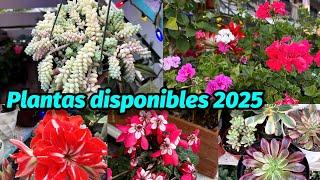 Nos espera un año bello con muchas flores en la tienda de plantaskkarla #videos