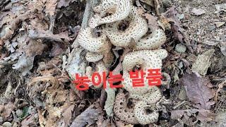 능이가 바글바글 올라 온다네요#시골 #돌 #유튜버 #자연인