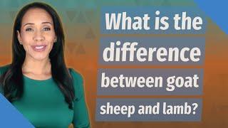 What is the difference between goat sheep and lamb?