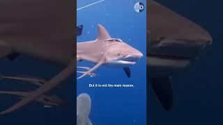 Why Do Bull Sharks Attack: The Science Behind Their Behavior