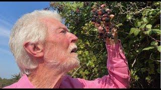 Brambles with John Feehan, Wildflowers of Offaly season