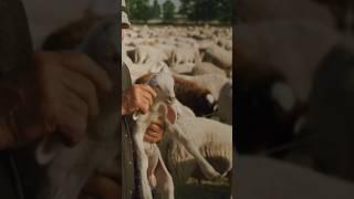 Sheep Sounds 