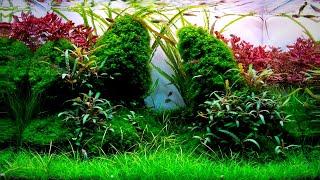 Complete Aquascaping Beginners Guide - Learn ALL The Basics!