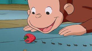 George Learns About Ants!  Curious George | Animal Friends