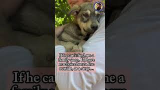 Rescued puppies need their forever home...