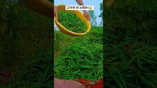 Organic Chilli Harvest at Farm: A Journey to Freshness and Health #tranding #shorts