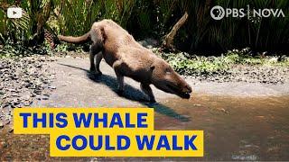 The Whale That Could Walk | NOVA | PBS