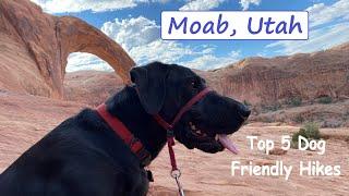 Top 5 Dog Friendly Hikes Near Moab