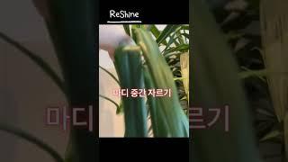 유카 번식? 개체수 늘리는 법 / 줄기 컷팅법_Dracaena Yucca plant cutting propagation