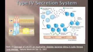 Molecular Validation of Biofilm Infection