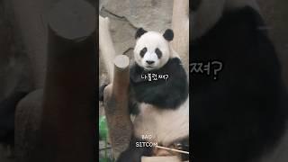 CF보는듯한 러바오의 멋진외모~심쿵주의