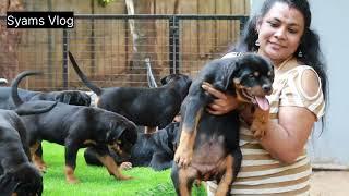 ന്യായമായ വിലയിൽ Rottweiler നായ്ക്കുട്ടികൾ Rottweiler Kennel Kerala Rottweiler Puppies