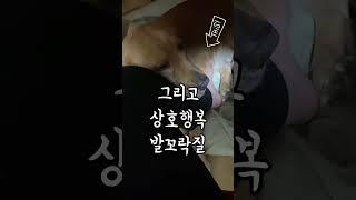 인간이 반려견에 의존하게 되는 진짜 이유#우리집강아지귀여워 #골든리트리버 #골댕이 #반려견일상 #반려견브이로그 #강아지일상 #강아지브이로그