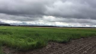 Flax Fields in Lithuania