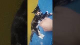 KASIAN! DUA ANAK KUCING TERLANTAR DI JALAN